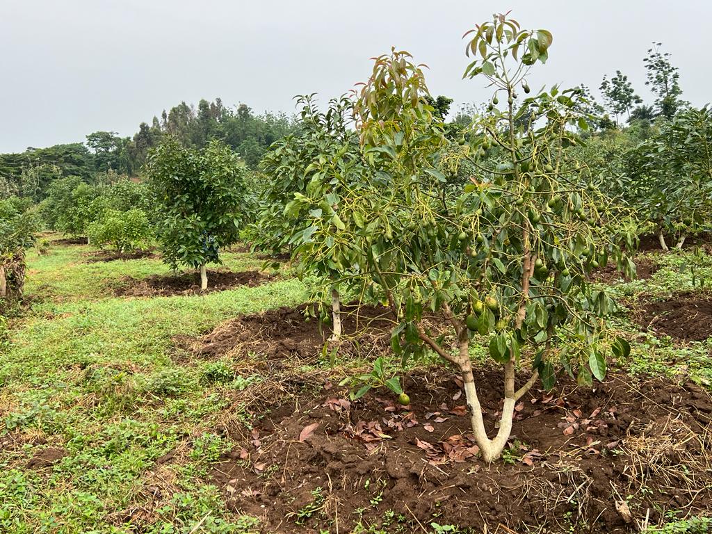 Innovative Water Management System Installed at Kisekende Farm