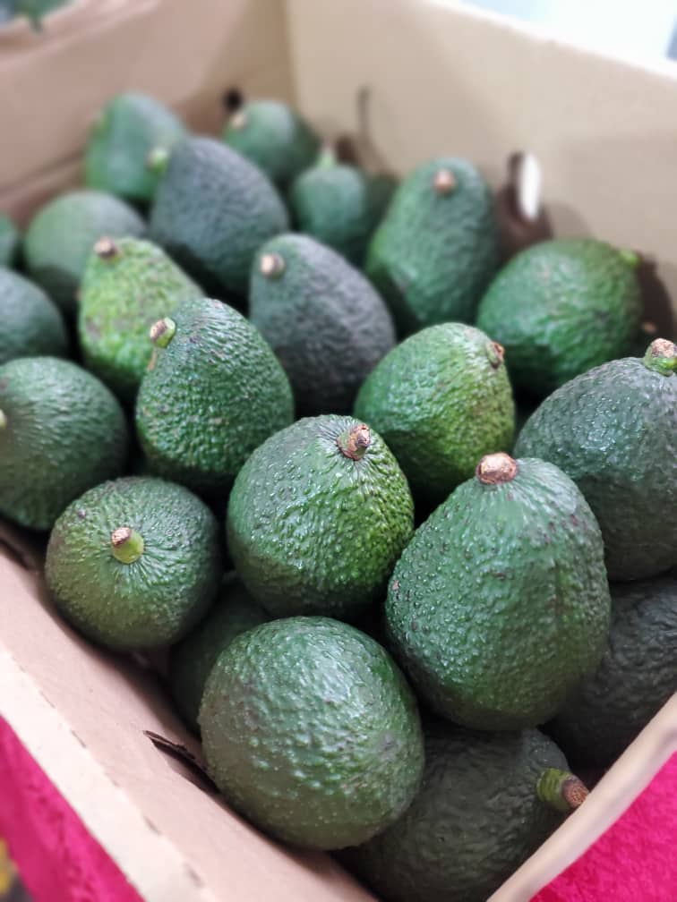 Fresh Avocados